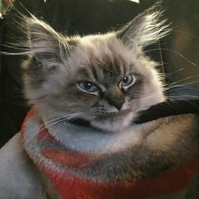 Meet Merlin, The Ragdoll Cat Who Hates Everything Meet Merlin, The Ragdoll Cat Who Hates Everything