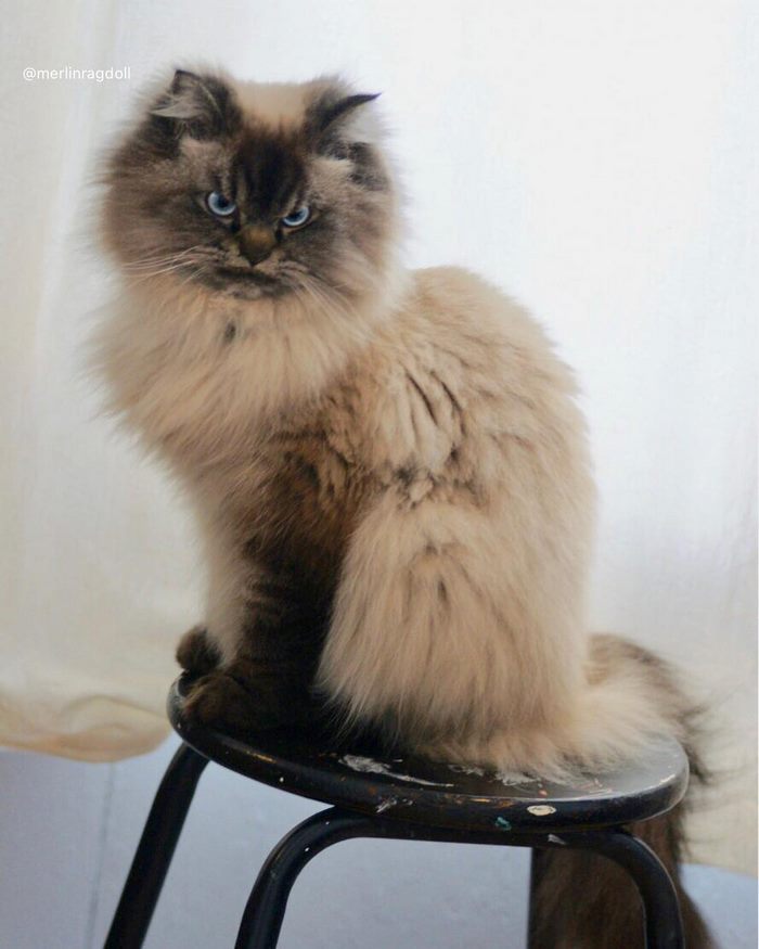 Meet Merlin, The Ragdoll Cat Who Hates Everything Meet Merlin, The Ragdoll Cat Who Hates Everything