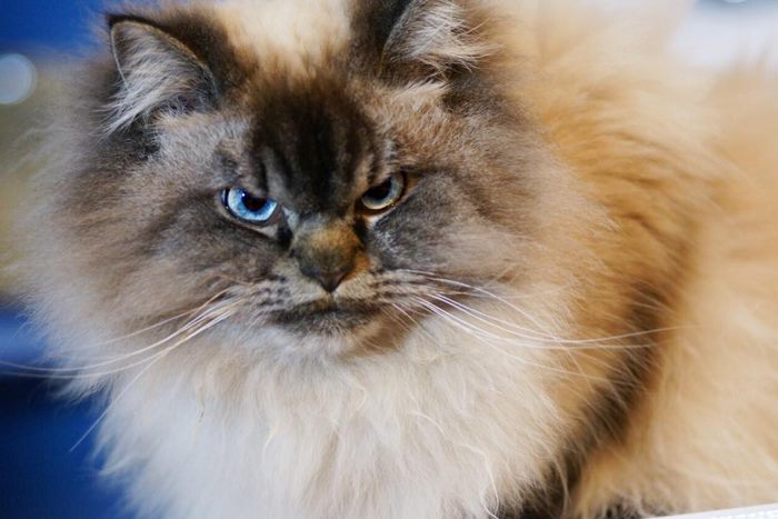 Meet Merlin, The Ragdoll Cat Who Hates Everything Meet Merlin, The Ragdoll Cat Who Hates Everything