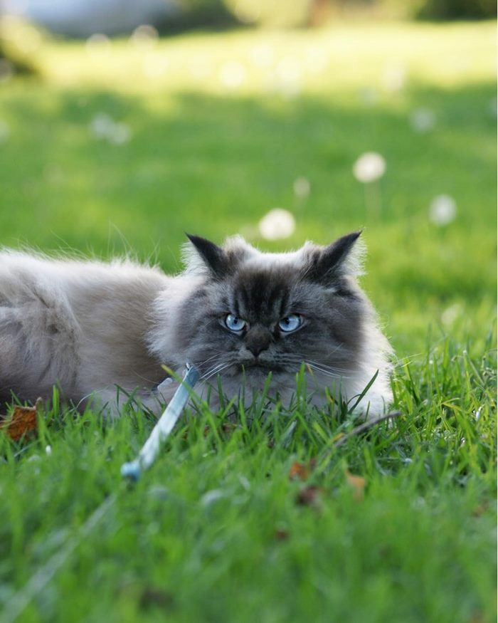Meet Merlin, The Ragdoll Cat Who Hates Everything Meet Merlin, The Ragdoll Cat Who Hates Everything