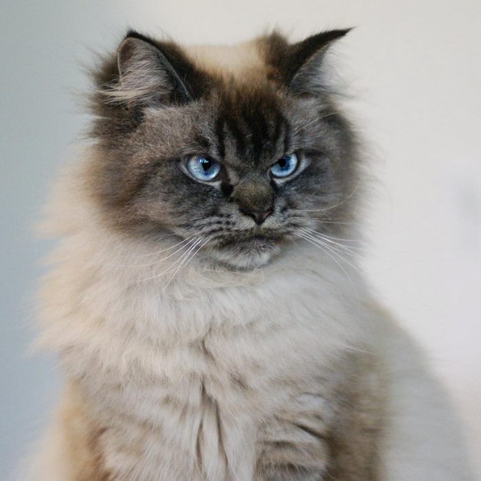 Meet Merlin, The Ragdoll Cat Who Hates Everything Meet Merlin, The Ragdoll Cat Who Hates Everything