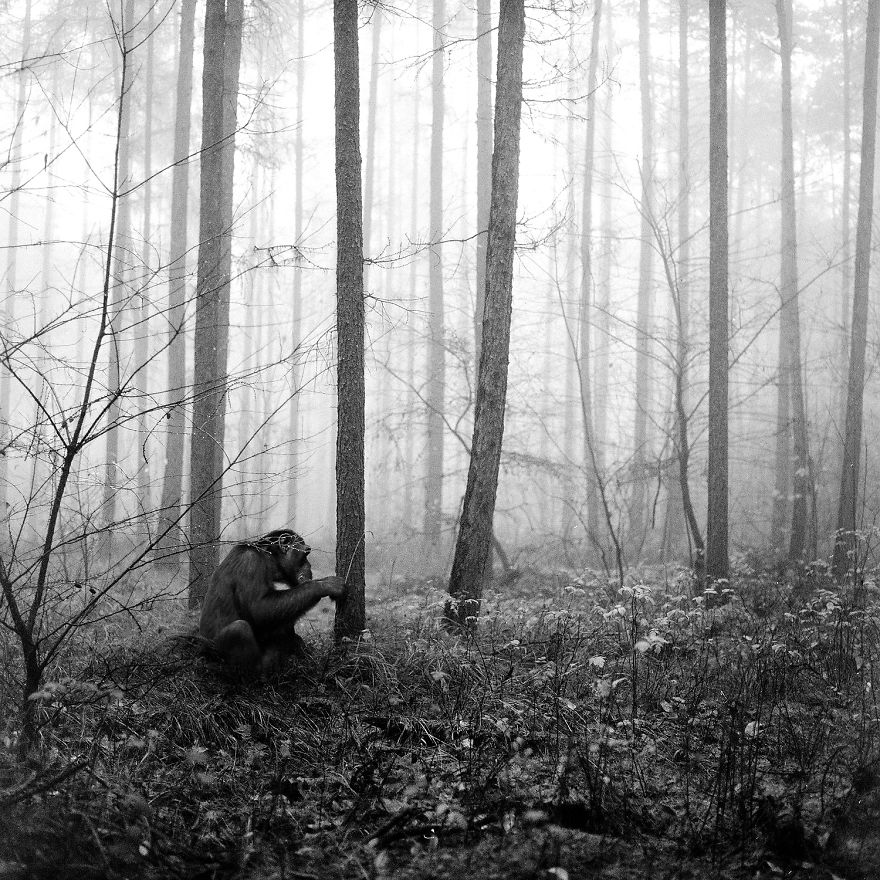 I &#8220;Free&#8221; Zoo Animals By Bringing Them Back To The Forest With Photoshop