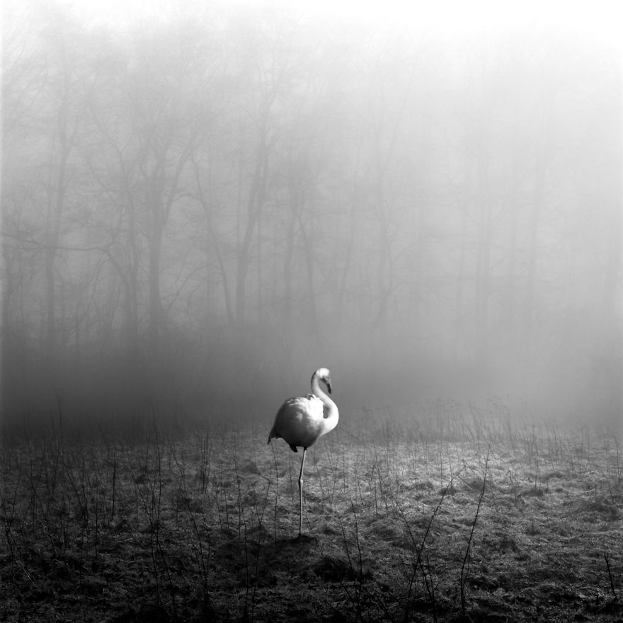 I &#8220;Free&#8221; Zoo Animals By Bringing Them Back To The Forest With Photoshop