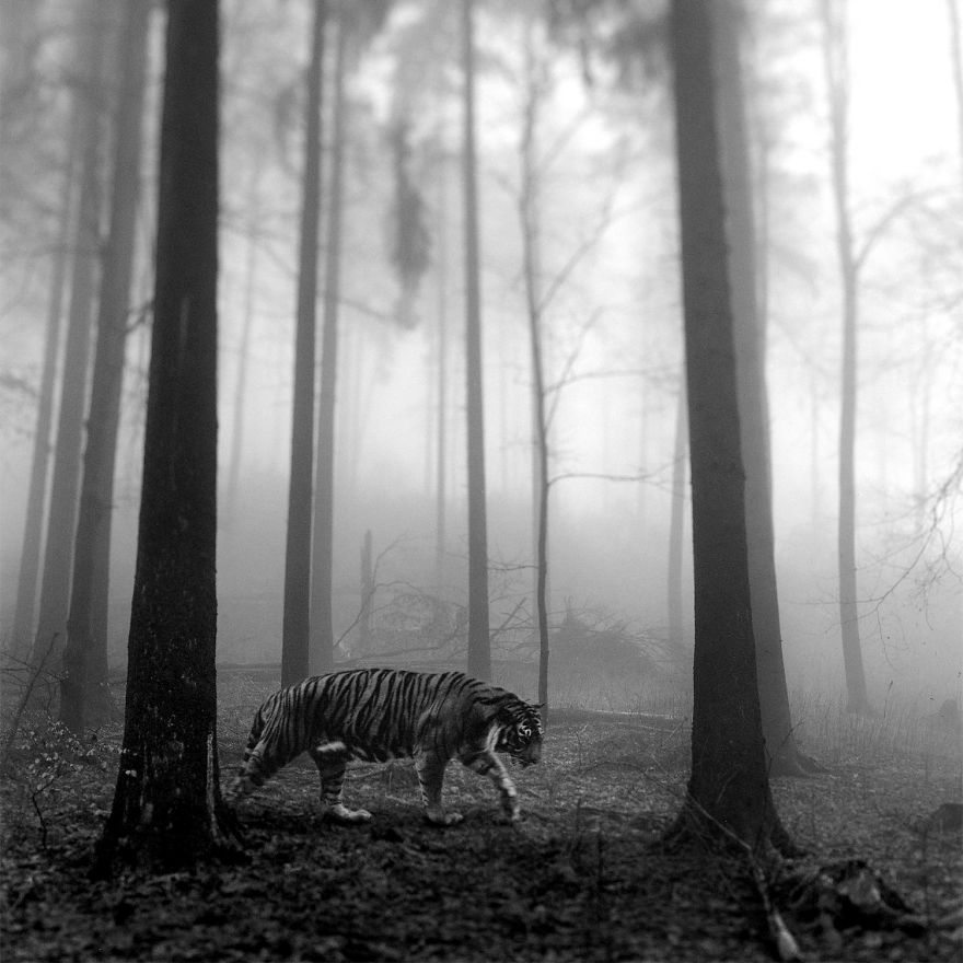 I &#8220;Free&#8221; Zoo Animals By Bringing Them Back To The Forest With Photoshop