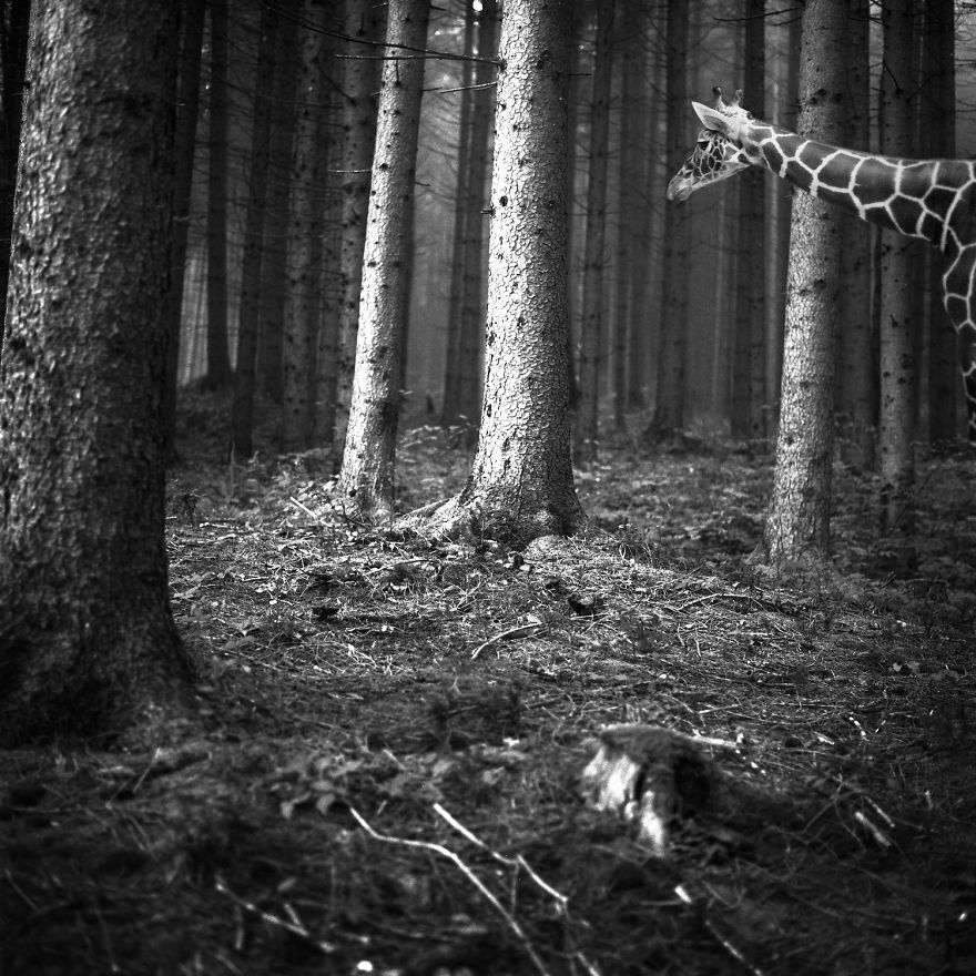 I &#8220;Free&#8221; Zoo Animals By Bringing Them Back To The Forest With Photoshop