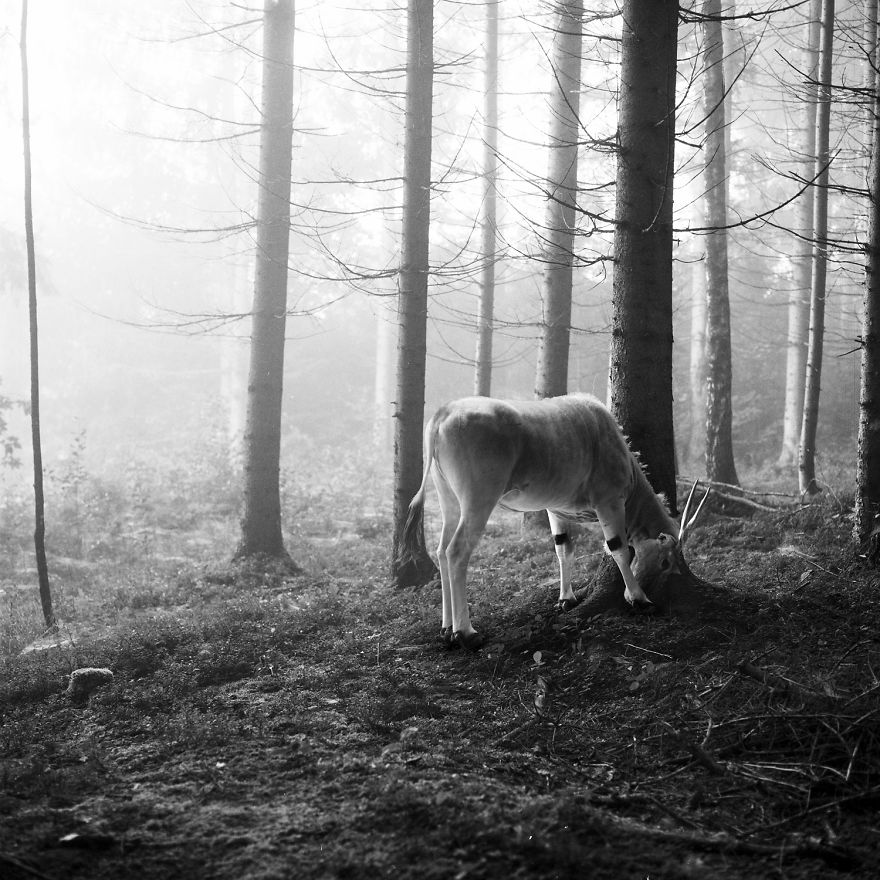 I &#8220;Free&#8221; Zoo Animals By Bringing Them Back To The Forest With Photoshop