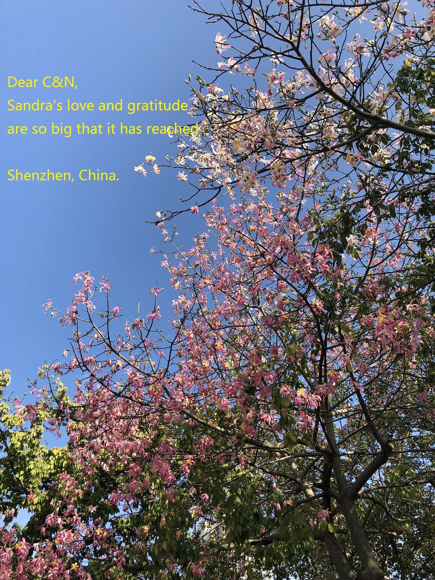 Pandas, Please Help Me Surprise My Hardworking Parents With Notes From All Over The World!