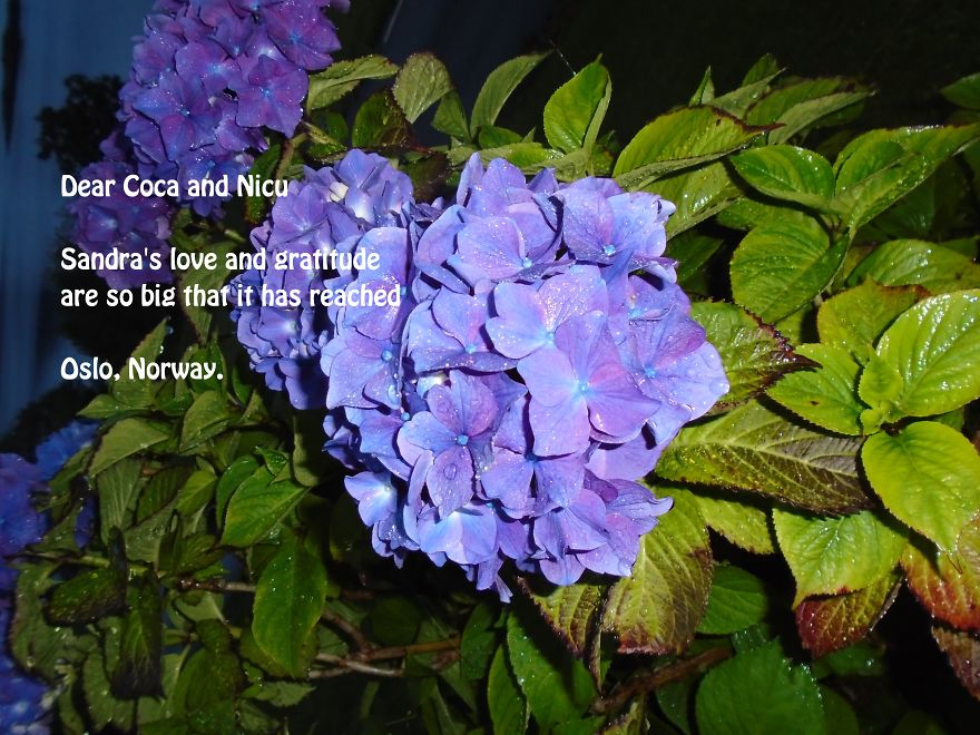 Pandas, Please Help Me Surprise My Hardworking Parents With Notes From All Over The World!