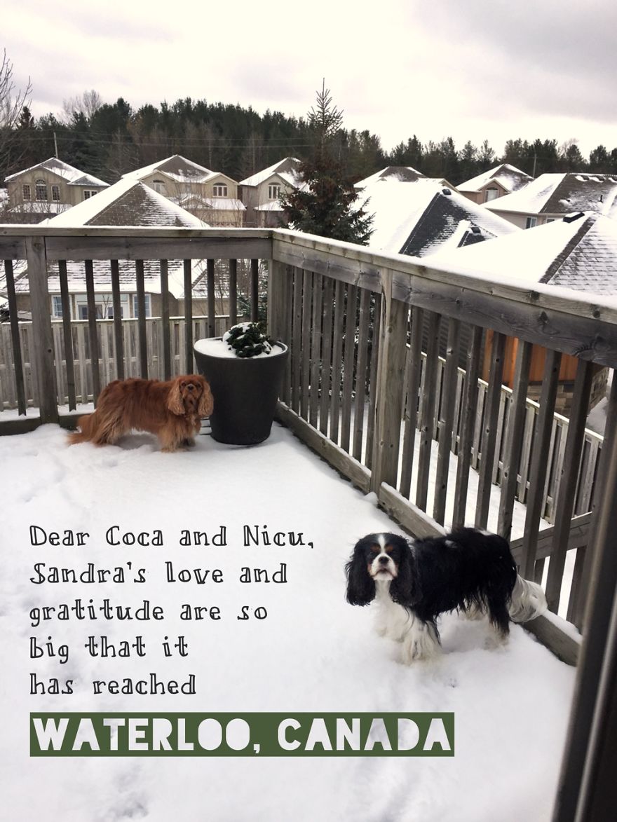 Pandas, Please Help Me Surprise My Hardworking Parents With Notes From All Over The World!