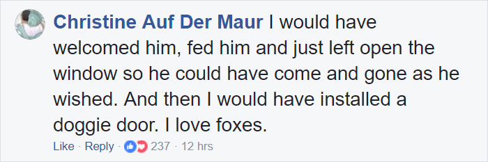 Woman Finds Fox Sleeping In Her Cat’s Bed, Gets Surprised By The Way It Acts