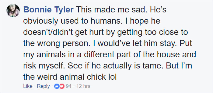 Woman Finds Fox Sleeping In Her Cat’s Bed, Gets Surprised By The Way It Acts