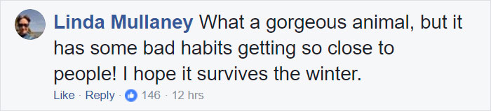 Woman Finds Fox Sleeping In Her Cat’s Bed, Gets Surprised By The Way It Acts