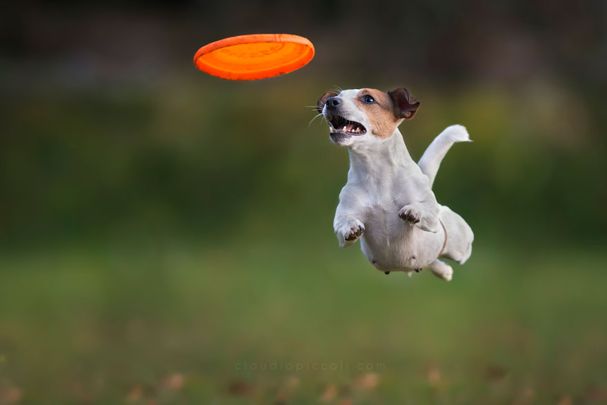 Dogs Can Fly In Funny Photo Series By Claudio Piccoli (25 Pics)