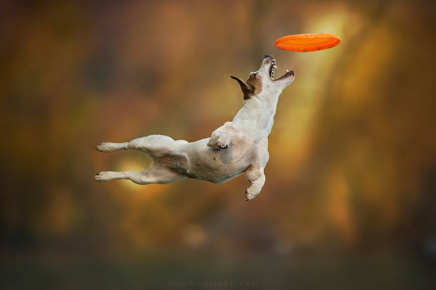 Dogs Can Fly In Funny Photo Series By Claudio Piccoli (25 Pics)