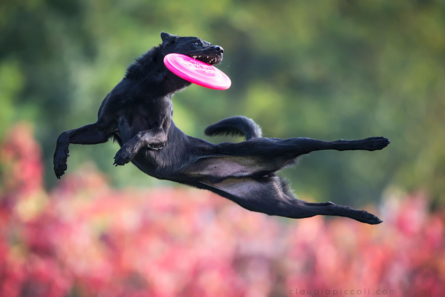 Dogs Can Fly In Funny Photo Series By Claudio Piccoli (25 Pics)