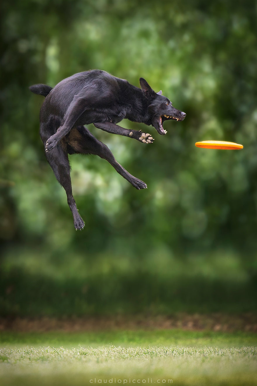 Dogs Can Fly In Funny Photo Series By Claudio Piccoli (25 Pics)