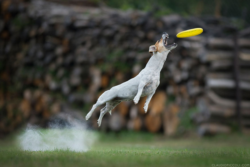 Dogs Can Fly In Funny Photo Series By Claudio Piccoli (25 Pics)