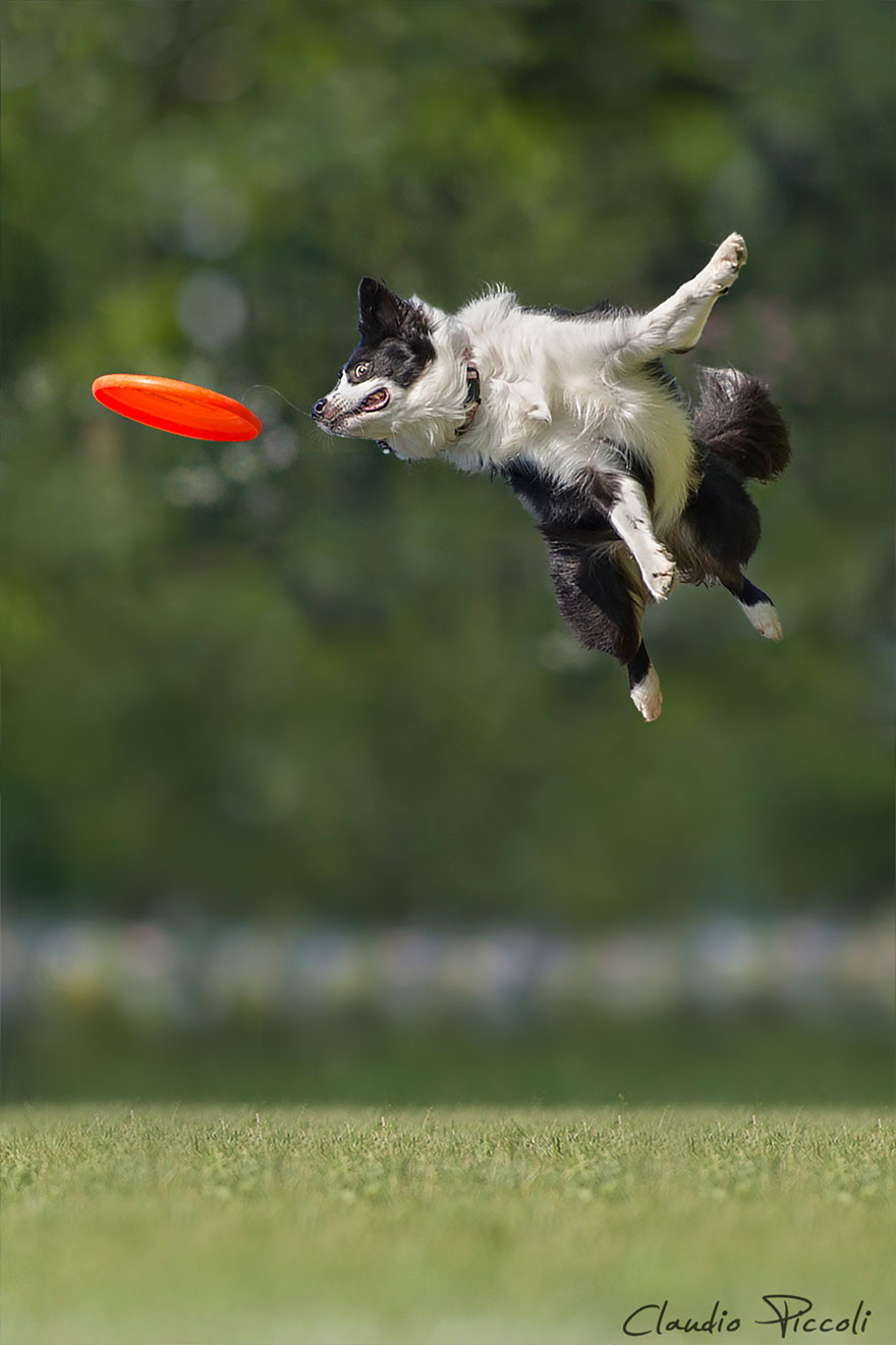 Dogs Can Fly In Funny Photo Series By Claudio Piccoli (25 Pics)