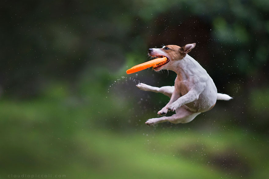 Dogs Can Fly In Funny Photo Series By Claudio Piccoli (25 Pics)