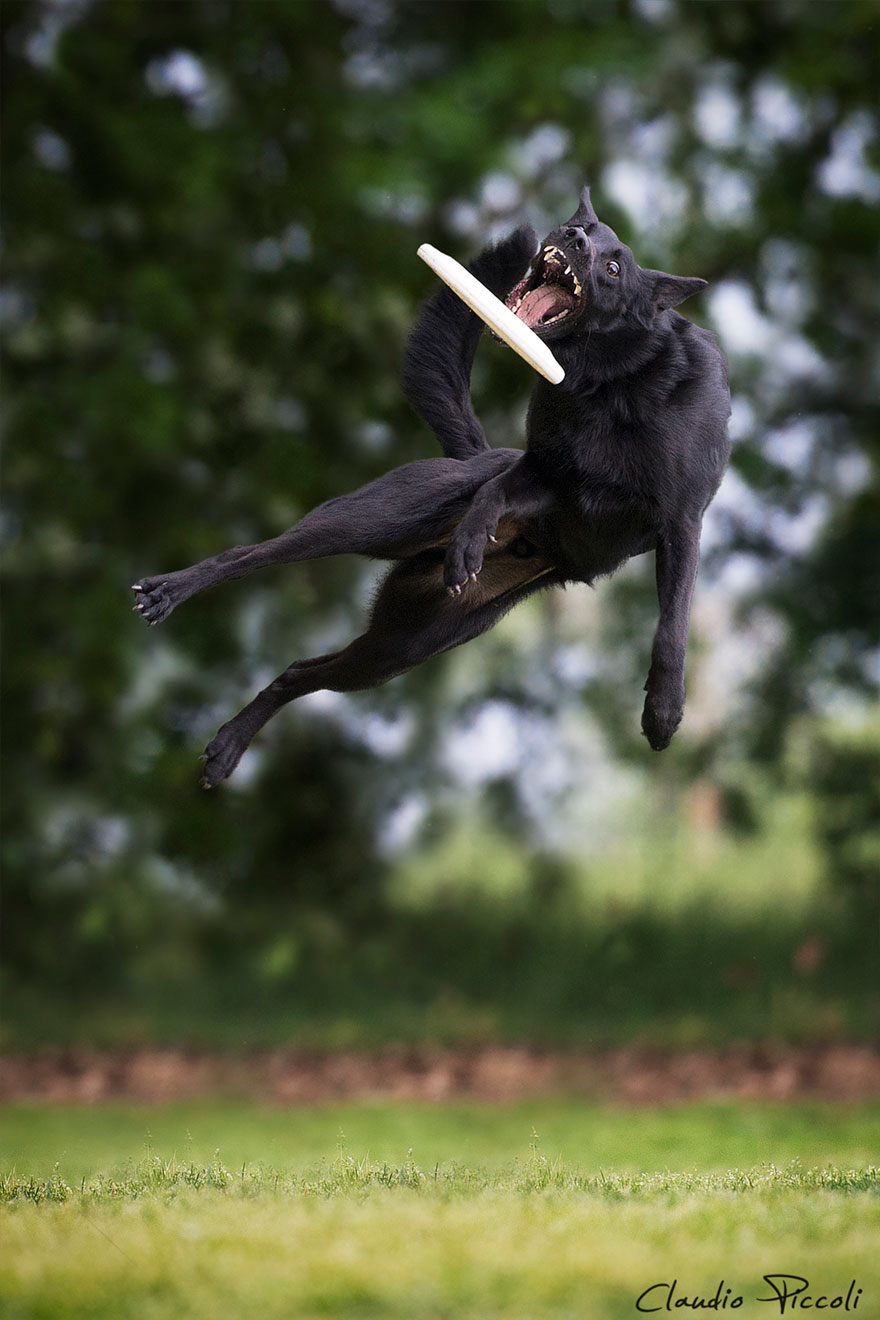 Dogs Can Fly In Funny Photo Series By Claudio Piccoli (25 Pics)