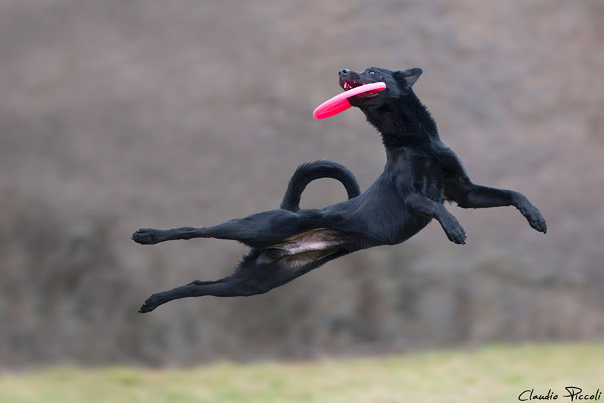Dogs Can Fly In Funny Photo Series By Claudio Piccoli (25 Pics)