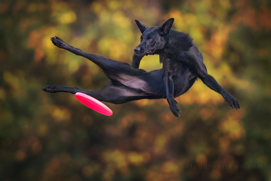 Dogs Can Fly In Funny Photo Series By Claudio Piccoli (25 Pics)