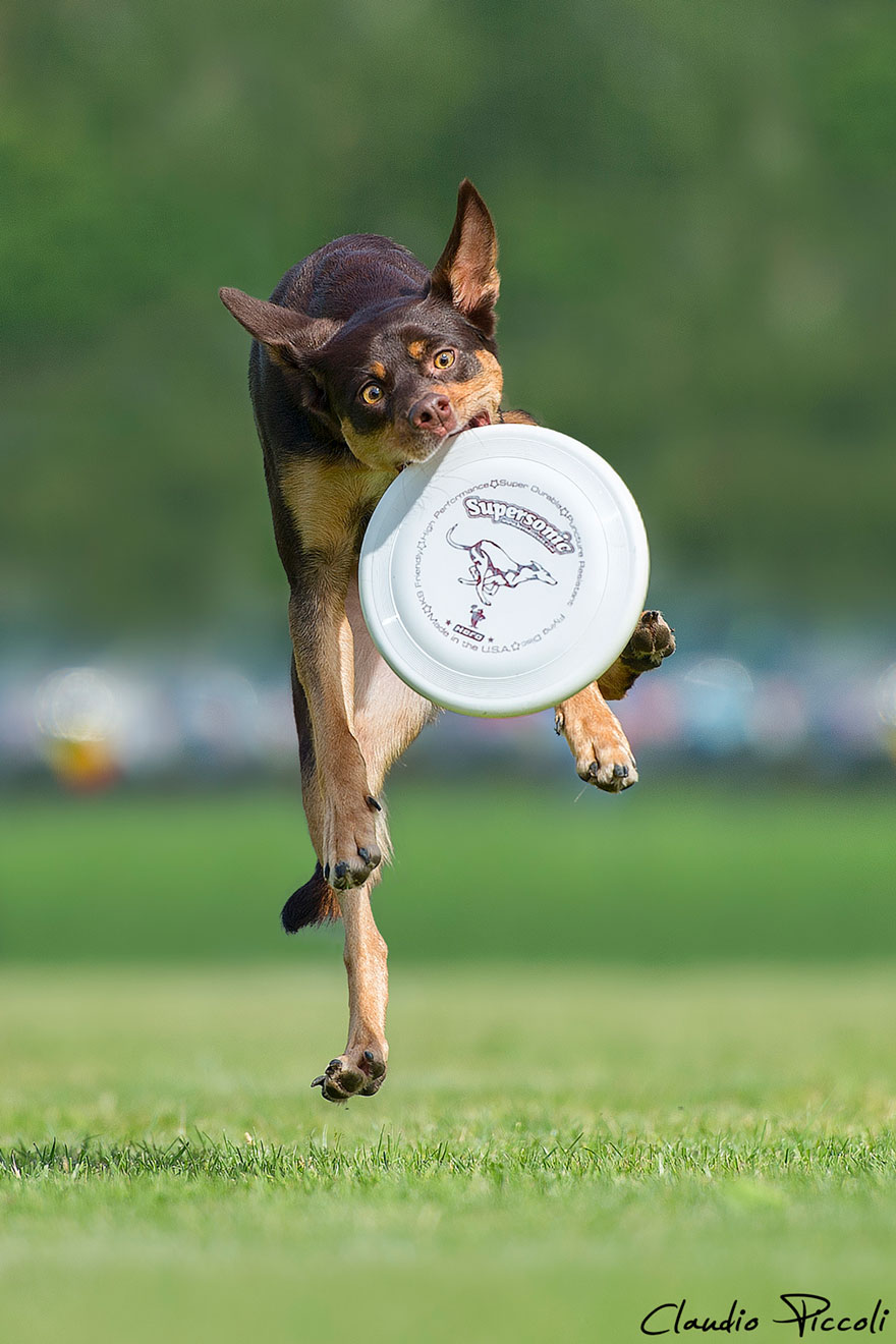 Dogs Can Fly In Funny Photo Series By Claudio Piccoli (25 Pics)