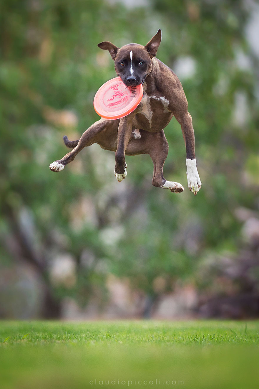 Dogs Can Fly In Funny Photo Series By Claudio Piccoli (25 Pics)