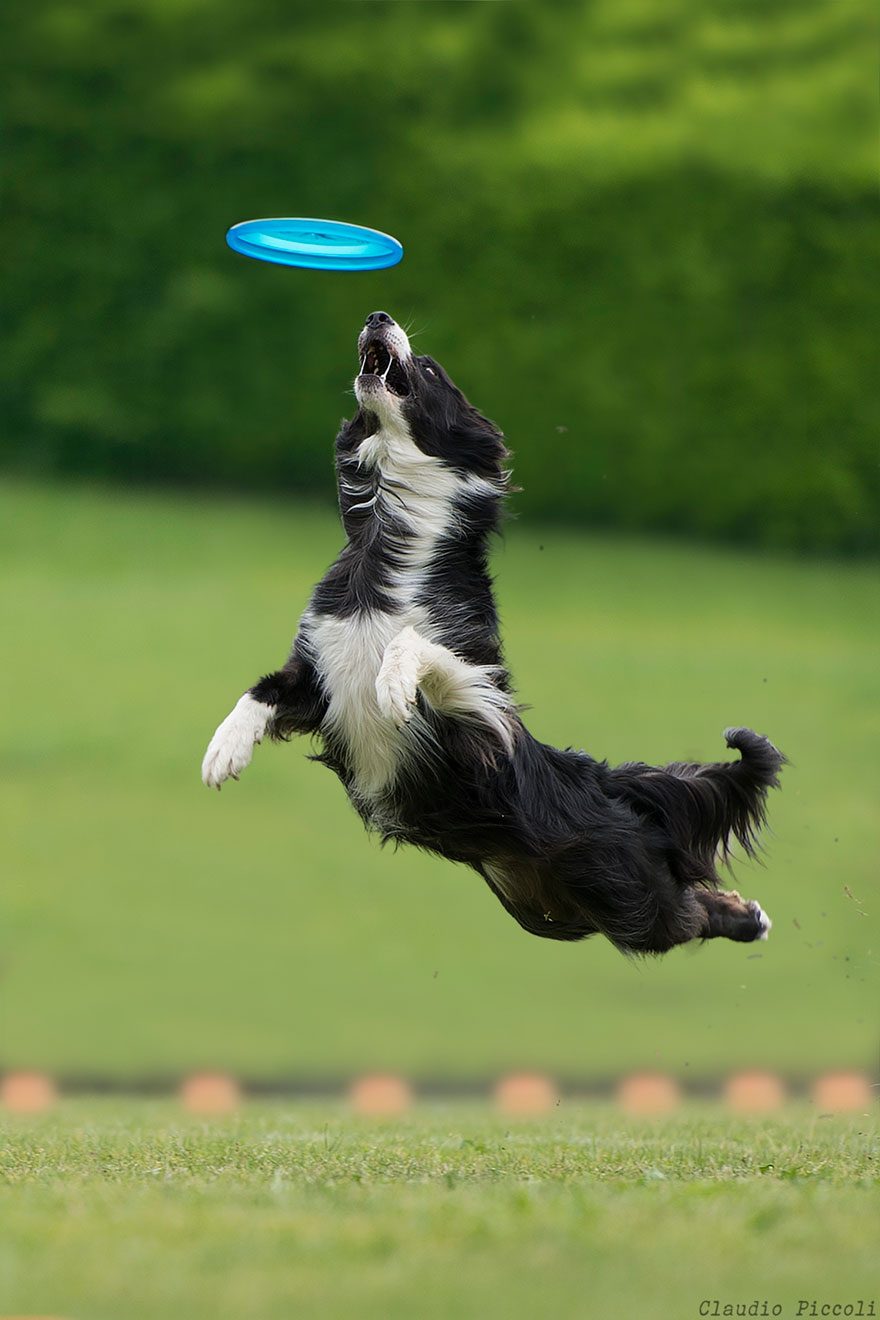 Dogs Can Fly In Funny Photo Series By Claudio Piccoli (25 Pics)