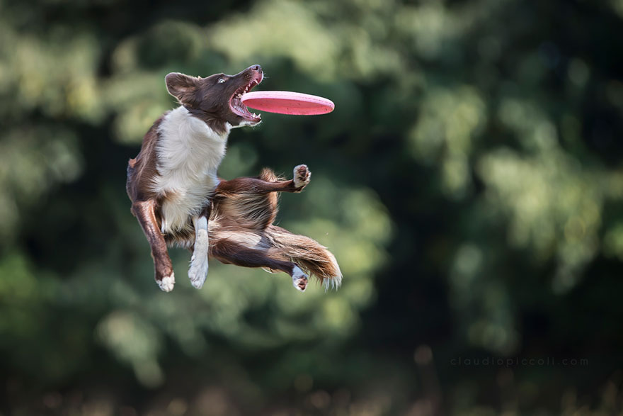Dogs Can Fly In Funny Photo Series By Claudio Piccoli (25 Pics)