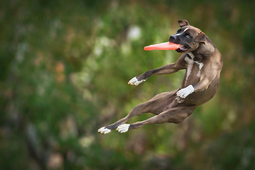 Dogs Can Fly In Funny Photo Series By Claudio Piccoli (25 Pics)