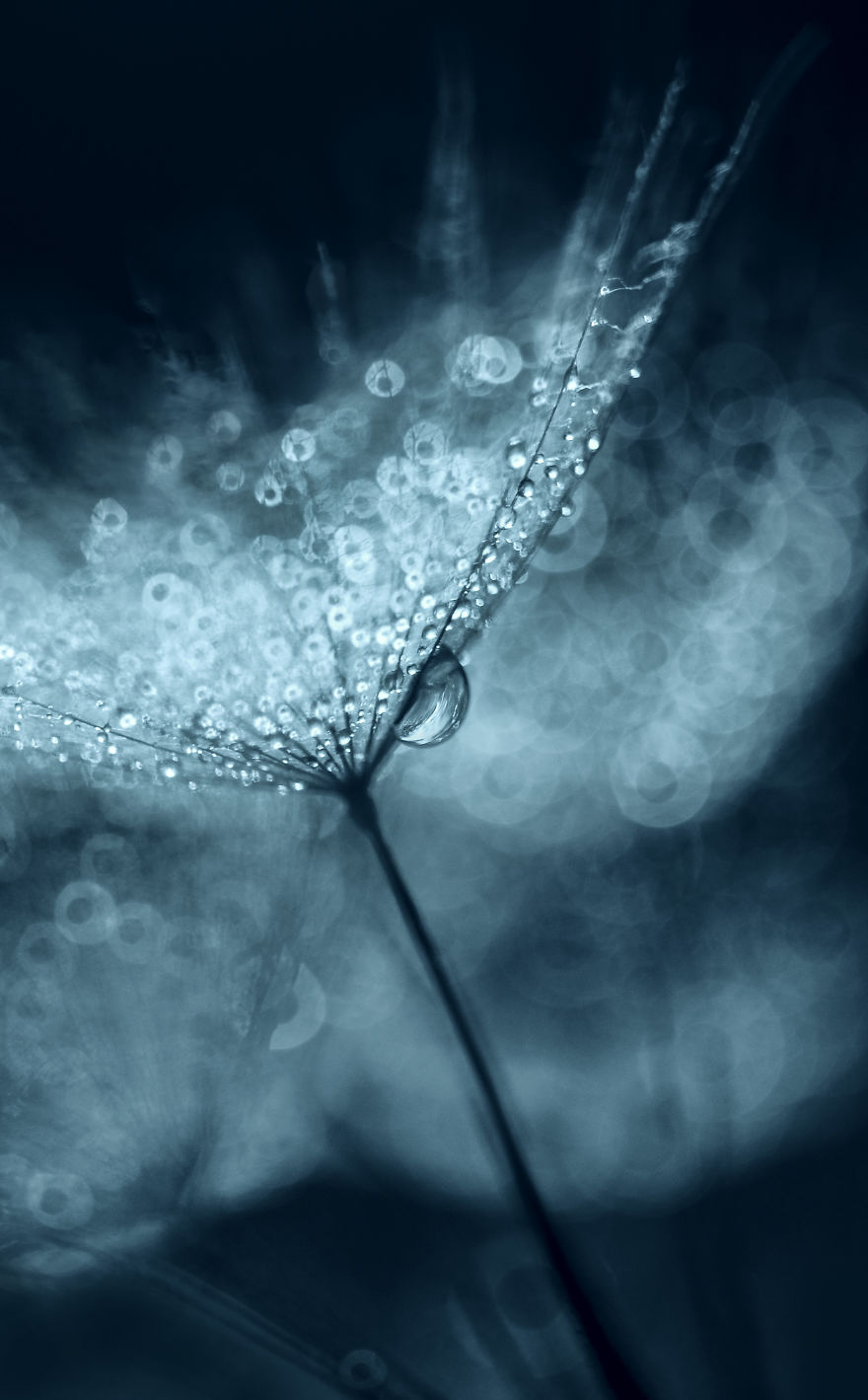 I Show The Hidden Beauty Of Dandelion In My Macro Photographs