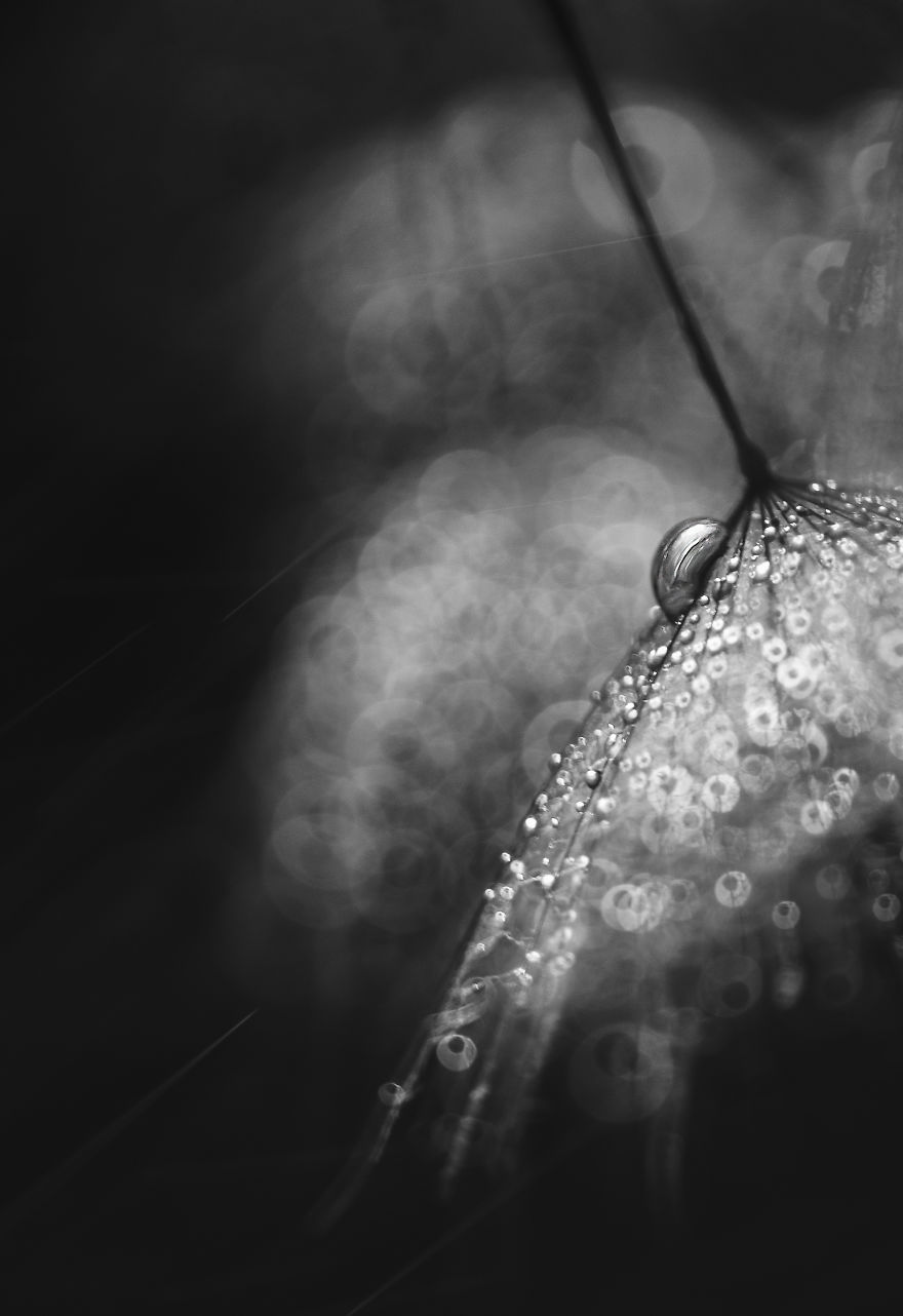 I Show The Hidden Beauty Of Dandelion In My Macro Photographs