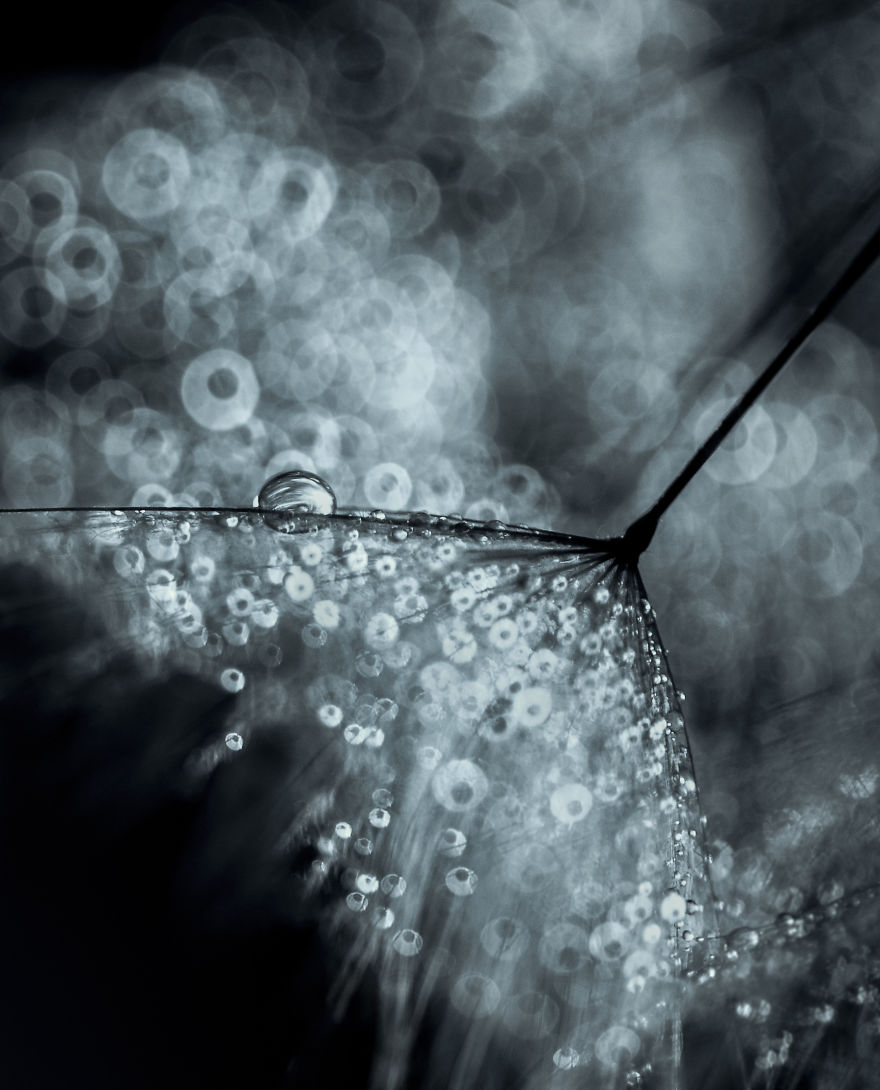 I Show The Hidden Beauty Of Dandelion In My Macro Photographs