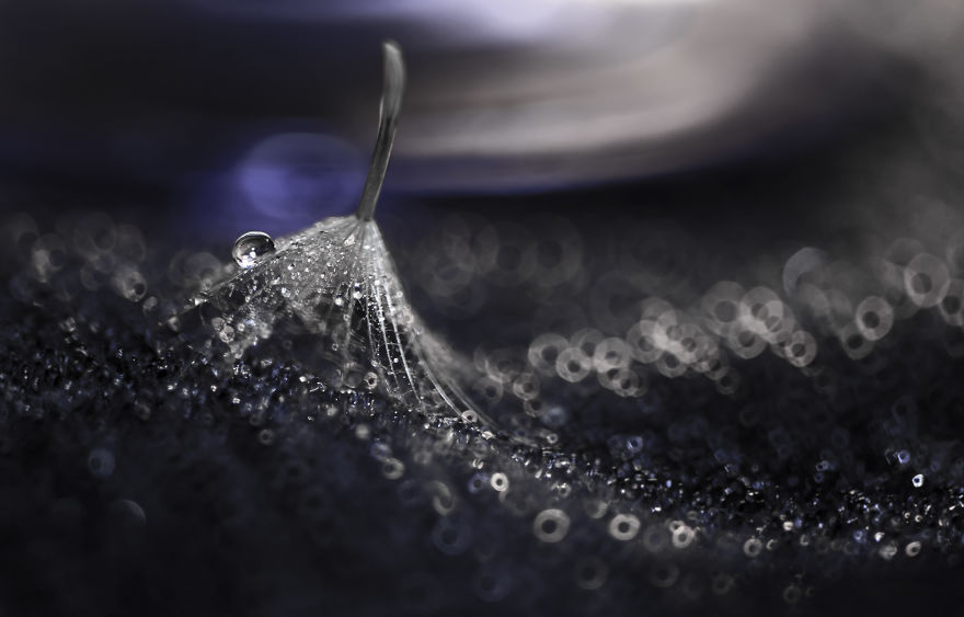 I Show The Hidden Beauty Of Dandelion In My Macro Photographs