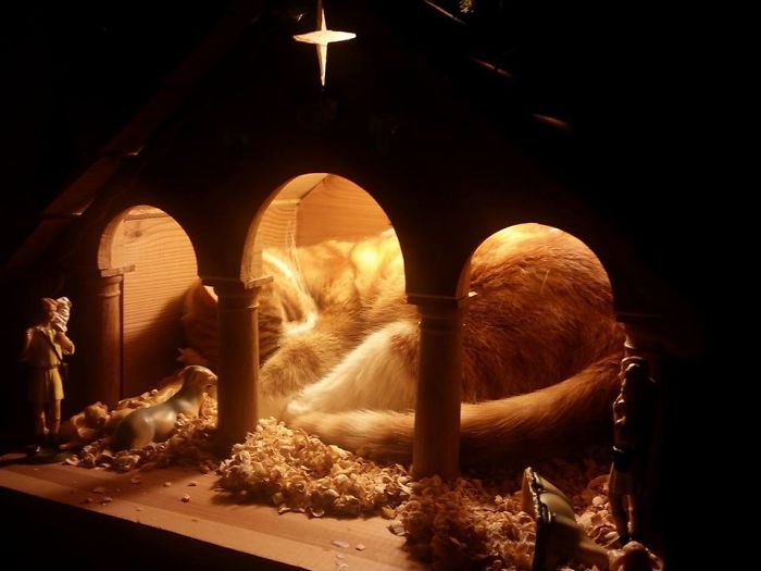 40 Times Cats Hilariously Crashed Nativity Scenes 40 Times Cats Hilariously Crashed Nativity Scenes