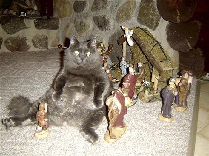 40 Times Cats Hilariously Crashed Nativity Scenes 40 Times Cats Hilariously Crashed Nativity Scenes