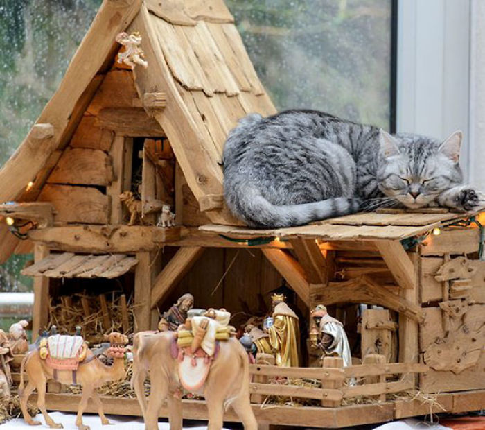 40 Times Cats Hilariously Crashed Nativity Scenes 40 Times Cats Hilariously Crashed Nativity Scenes