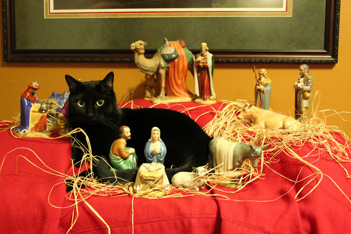 40 Times Cats Hilariously Crashed Nativity Scenes 40 Times Cats Hilariously Crashed Nativity Scenes