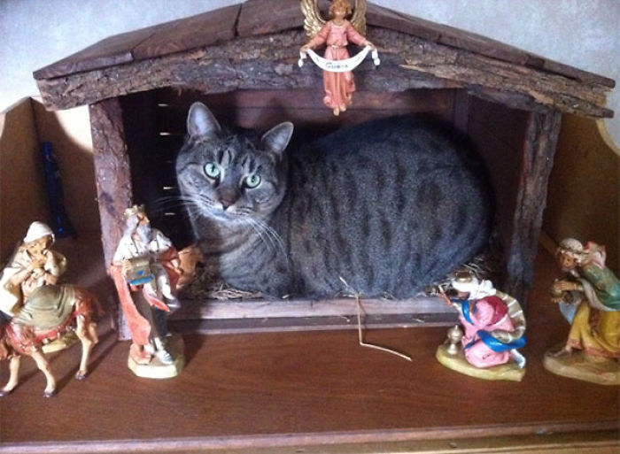 40 Times Cats Hilariously Crashed Nativity Scenes 40 Times Cats Hilariously Crashed Nativity Scenes