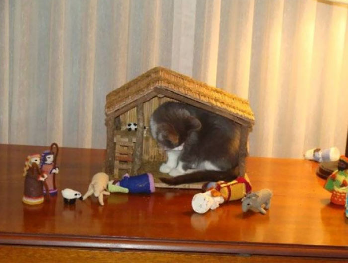 40 Times Cats Hilariously Crashed Nativity Scenes 40 Times Cats Hilariously Crashed Nativity Scenes