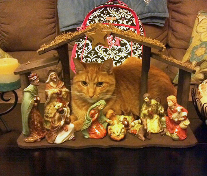 40 Times Cats Hilariously Crashed Nativity Scenes 40 Times Cats Hilariously Crashed Nativity Scenes