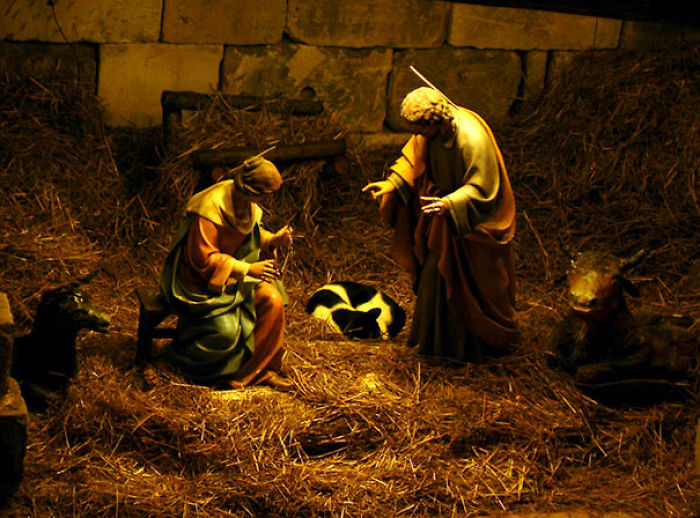 40 Times Cats Hilariously Crashed Nativity Scenes 40 Times Cats Hilariously Crashed Nativity Scenes