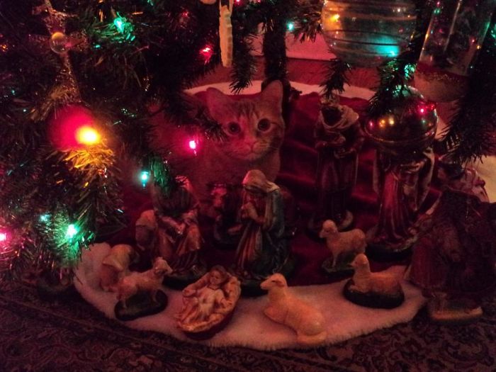 40 Times Cats Hilariously Crashed Nativity Scenes 40 Times Cats Hilariously Crashed Nativity Scenes
