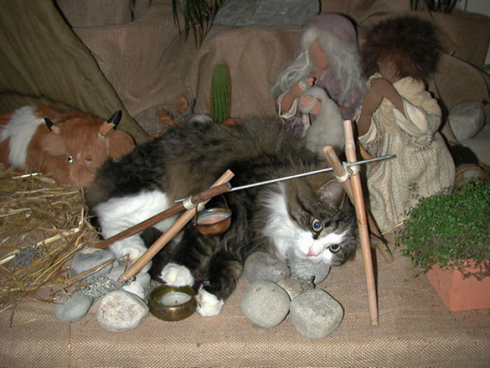 40 Times Cats Hilariously Crashed Nativity Scenes 40 Times Cats Hilariously Crashed Nativity Scenes