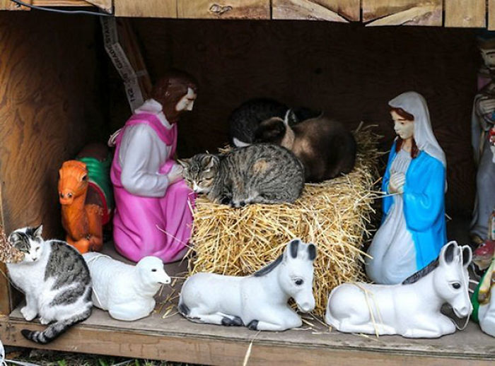 40 Times Cats Hilariously Crashed Nativity Scenes 40 Times Cats Hilariously Crashed Nativity Scenes