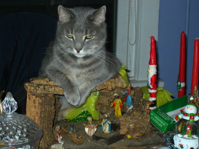 40 Times Cats Hilariously Crashed Nativity Scenes 40 Times Cats Hilariously Crashed Nativity Scenes