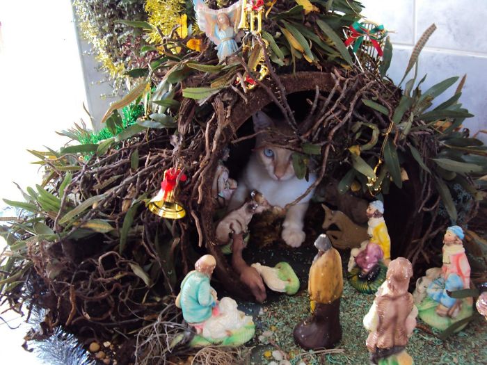 40 Times Cats Hilariously Crashed Nativity Scenes 40 Times Cats Hilariously Crashed Nativity Scenes