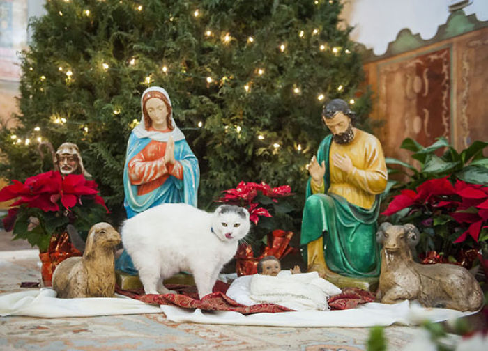 40 Times Cats Hilariously Crashed Nativity Scenes 40 Times Cats Hilariously Crashed Nativity Scenes