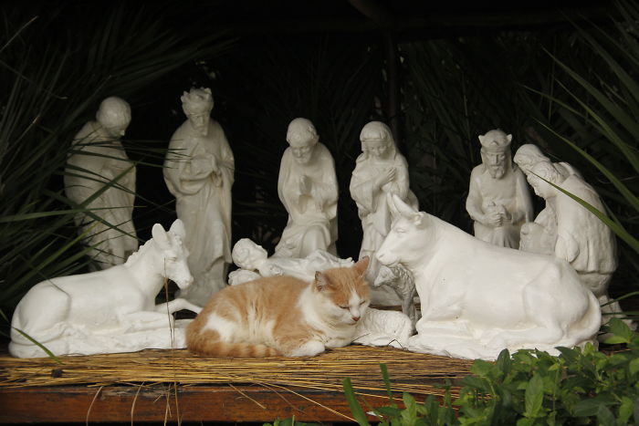 40 Times Cats Hilariously Crashed Nativity Scenes 40 Times Cats Hilariously Crashed Nativity Scenes